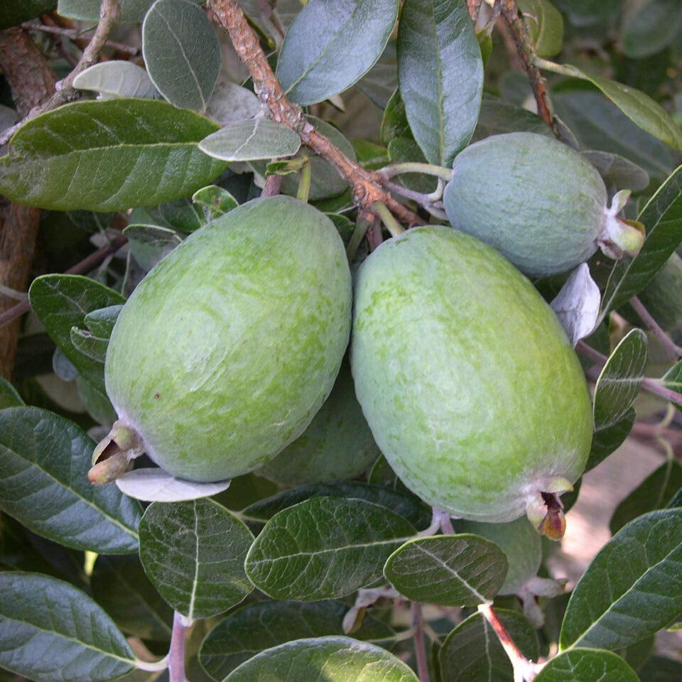 Pineapple Guava Fruit Seeds