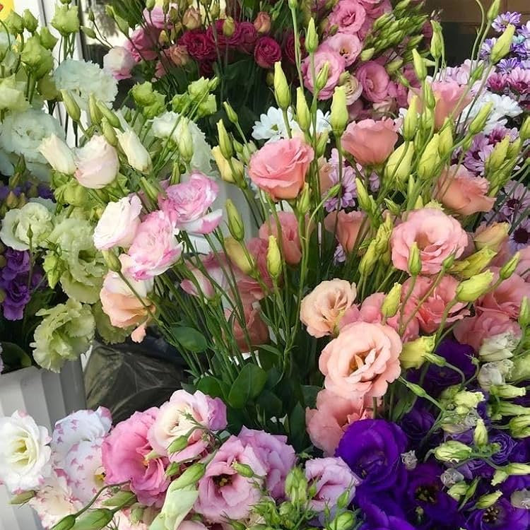 Lisianthus Mix Flower Seeds
