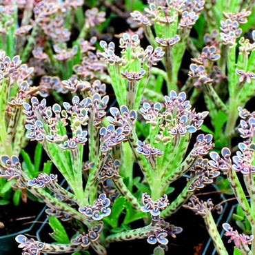 Rare Dark Blue Kalanchoe Flower Seeds