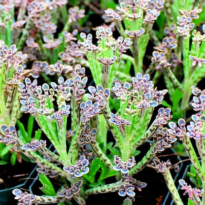 Rare Dark Blue Kalanchoe Flower Seeds