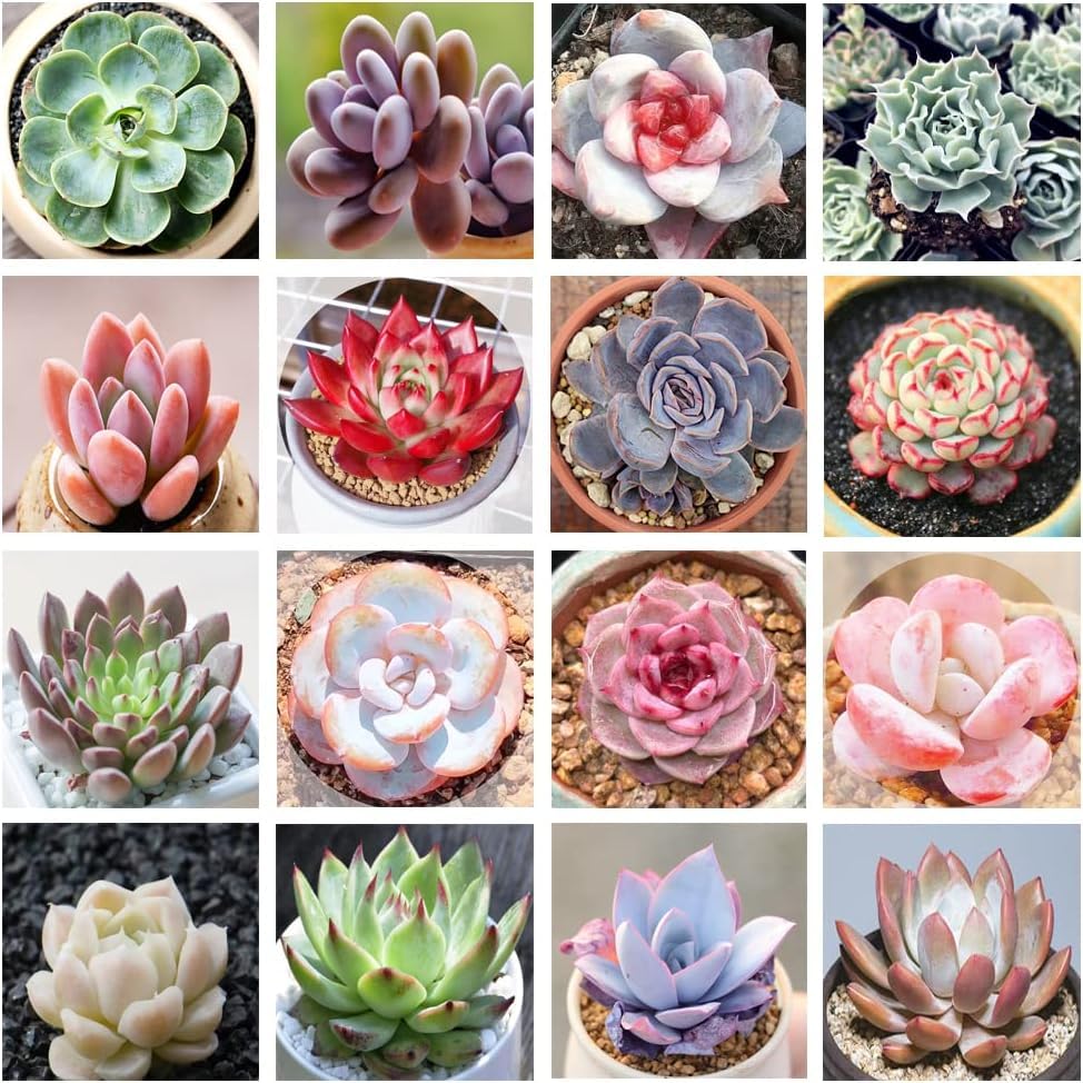 do succulent flowers have seeds Mixed Succulent Flower Seeds for Planting – Heirloom, Non-GMO, Easy to – Pure Asia Seeds