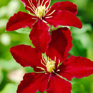Bright Red Clematis Flower Seeds