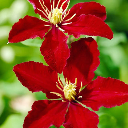 Bright Red Clematis Flower Seeds