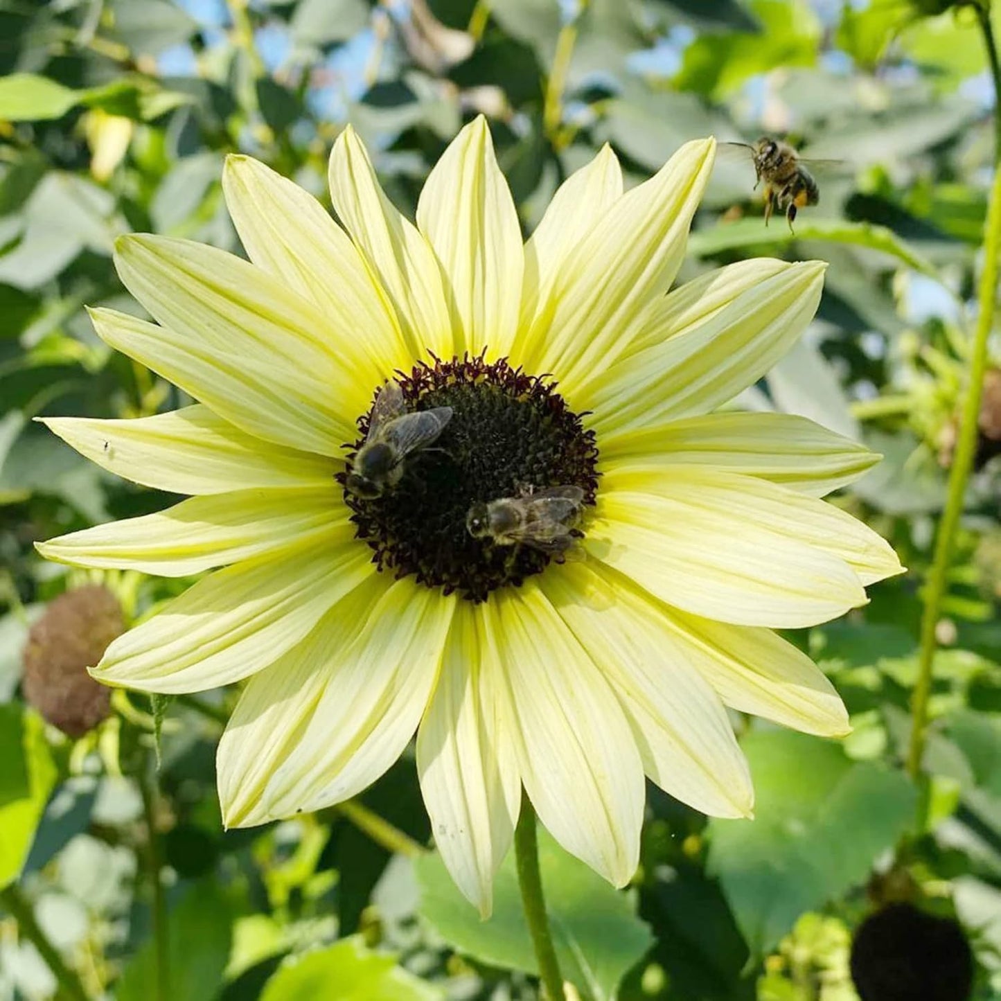 Ice Sunflower Seeds (Helianthus Annuus) Flower Seeds