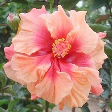 Double Pink Orange Hibiscus Flower Seeds