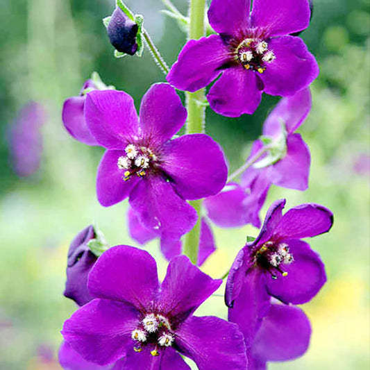 Purple Mullein Flower  Seeds