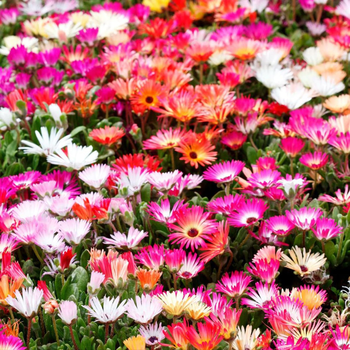 Mesembryanthemum Flower seeds for Planting Compact Growth Heirloom & GMO Free Seeds for Home Garden 
 
 Sale for planting in home garden