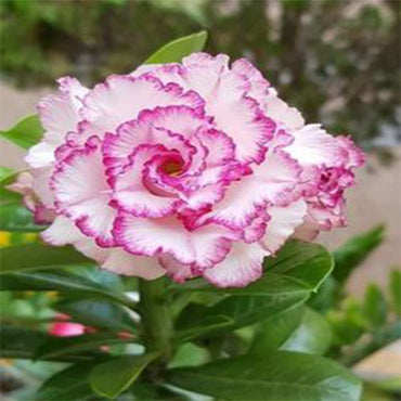 Purple-White Desert Rose Flower Seeds