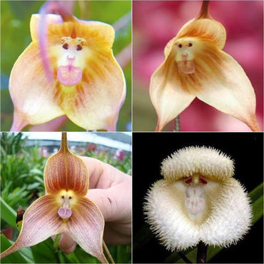 Monkey Face Orchid Flower Seeds