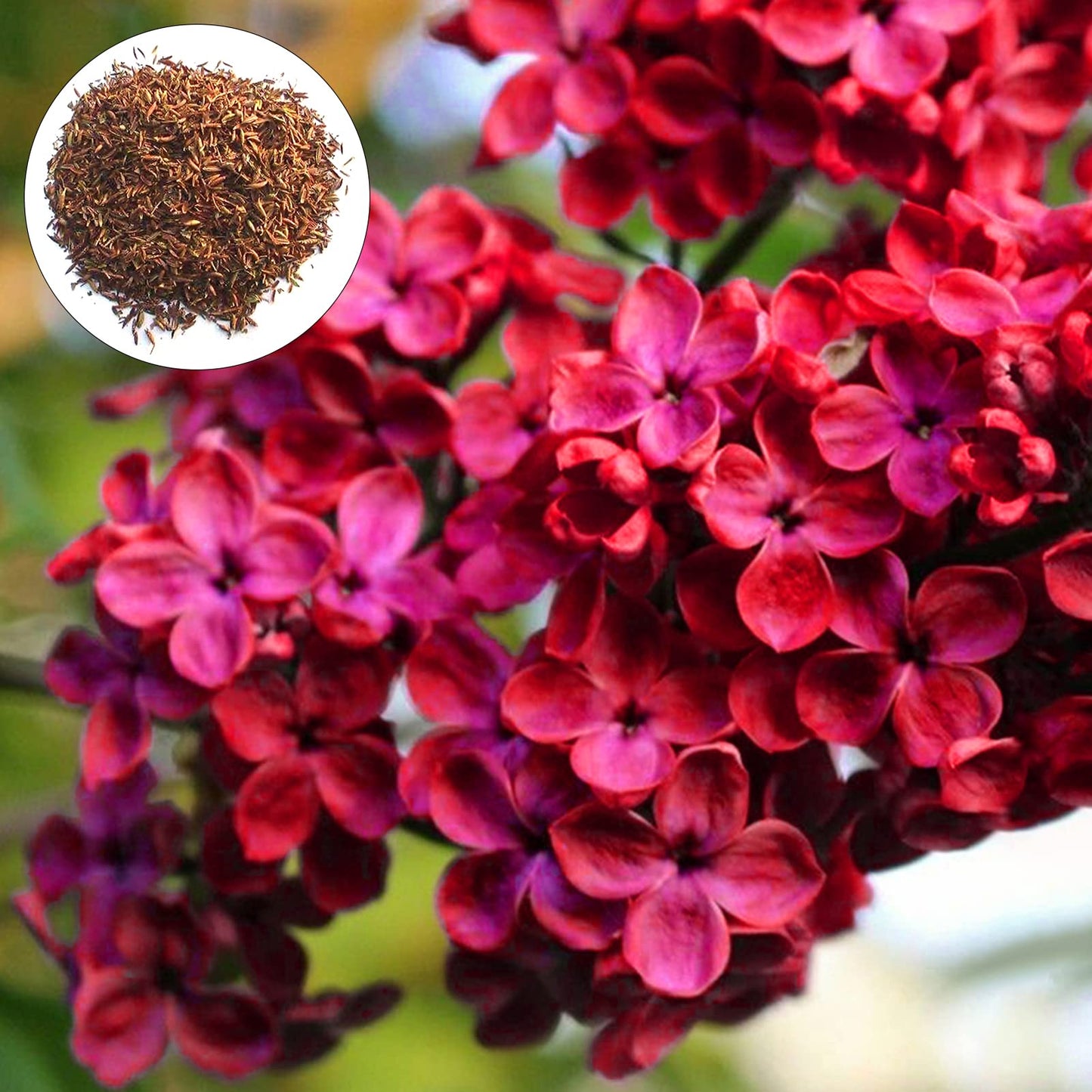Red Lilac Flower Seeds