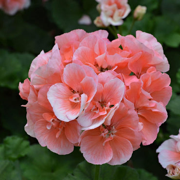 Salmon Queen Geranium Flower Seeds