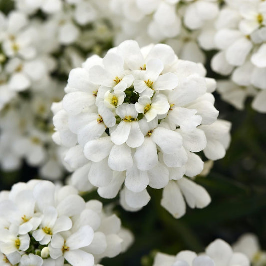 Candytuft Iberis Flower Seeds