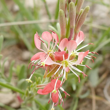 Scarlet Beeblossom Flower Seeds