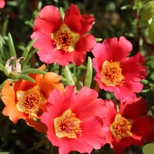 Calandrinia Umbellata 'Ruby Tuesday' Flower Seeds