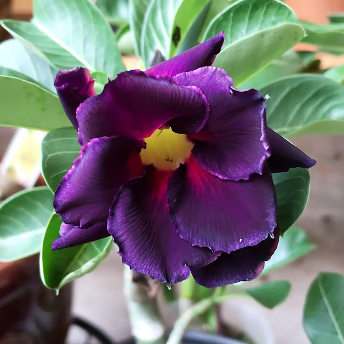 Purple Desert Rose Flower Seeds