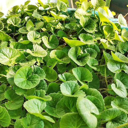 Semillas de hierba Centella Asiática Gotu Kola