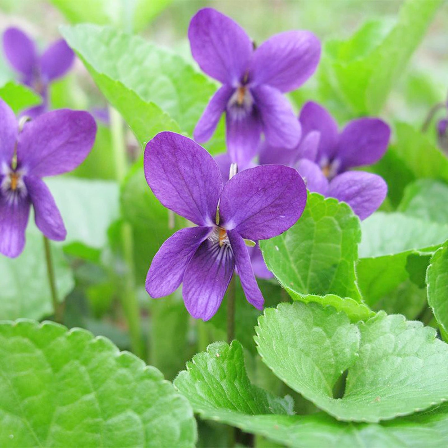Sweet Violet  Flower Seeds (Viola Odorata)