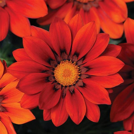 Gazania Bronze Shades Flower Seeds