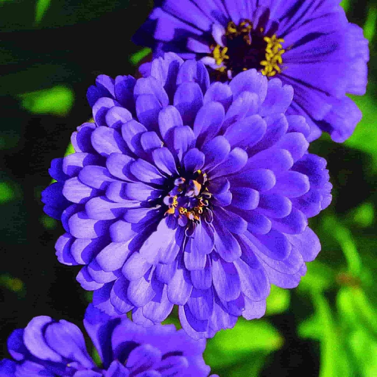 Zinnia Flower seeds for Planting - Seasonal Bloomer, Heirloom & GMO Free Seeds for Home Garden
 
 Sale seeds for planting in home garden