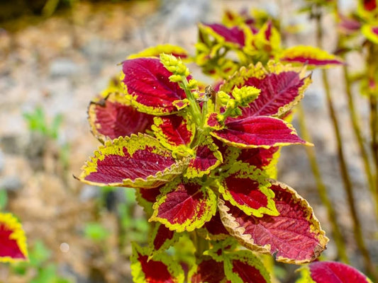 Red Yellow Coleus Flower seeds for Planting Cut Flower Favorite Heirloom & GMO Free Seeds for Home Garden 
 
 Sale