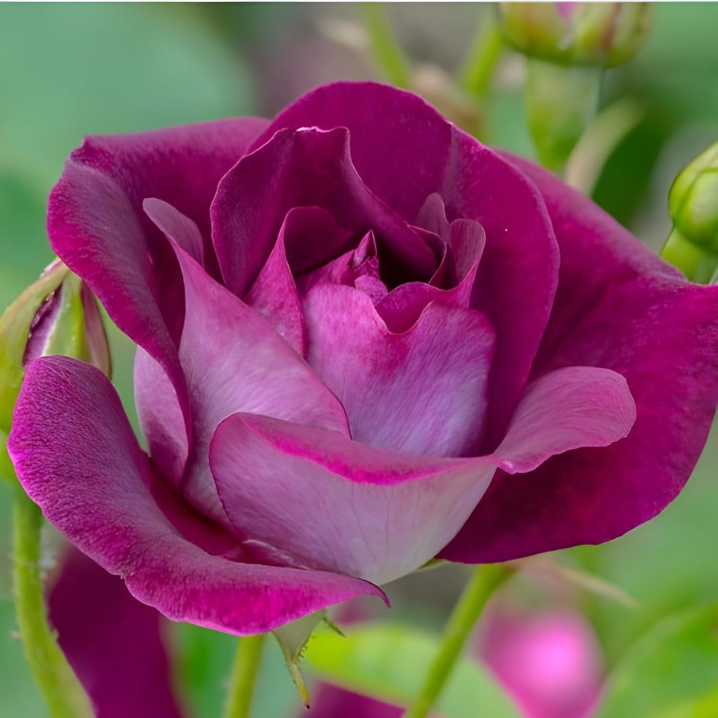 Burgundy Climbing Rose Flower Seeds