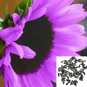 Purple Sunflower Flower Seeds