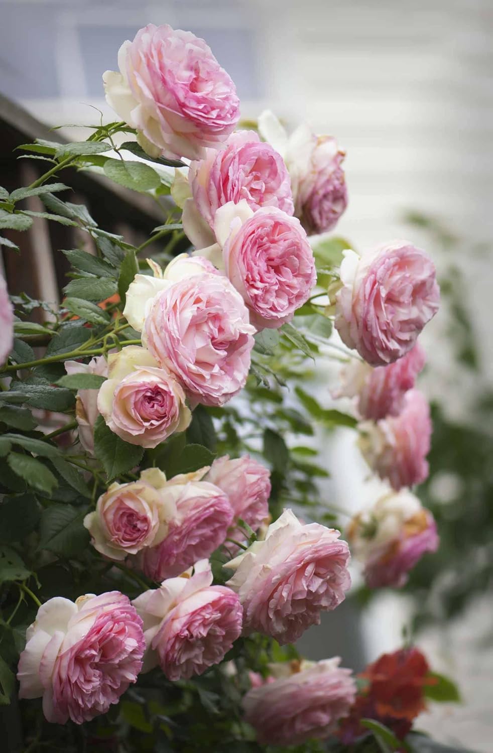 Pale Pink Climbing Rose Flower seeds for Planting - Bright Blooms, Heirloom & GMO Free Seeds for Home Garden
 
 Sale for planting in home garden