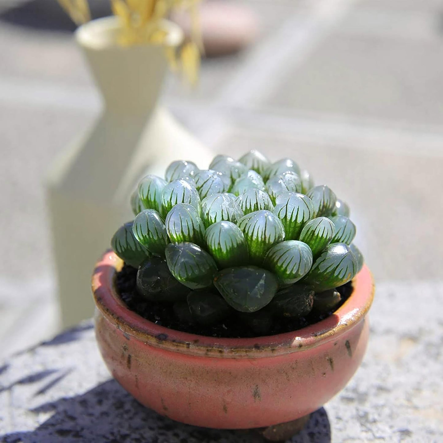 Haworthia Obtusa 'Crystal' Sukkulenten-Kräutersamen