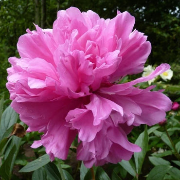 Pink Double Rose of Sharon Flower Seeds