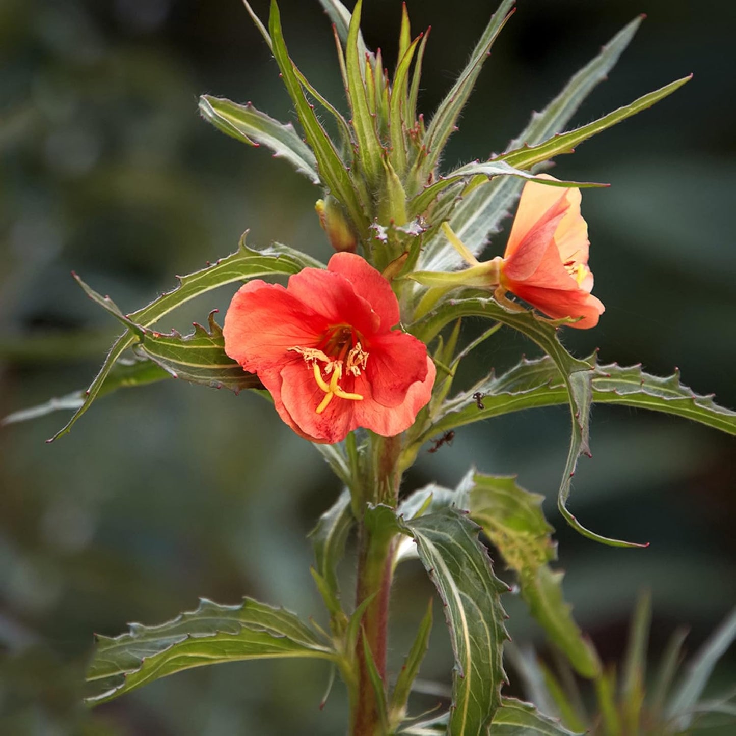 Semillas de flores de Oenothera Versicolor 'Sunset Boulevard'