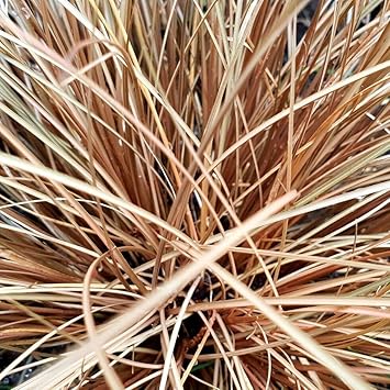 Carex Comans Flower seeds for Planting - Easy to Grow, Heirloom & GMO Free Seeds for Home Garden
 
 Sale for planting in home garden