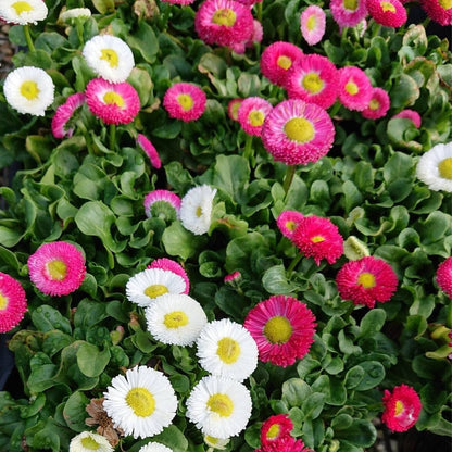 Englische Gänseblümchen, Bellis Perennis, Blumensamen