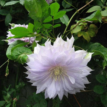 Double Purple & Green Clematis Flower Seeds