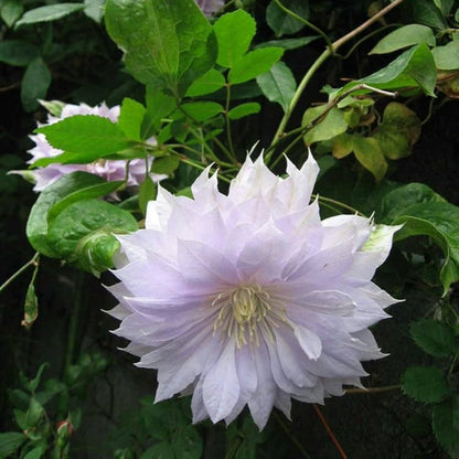Double Purple & Green Clematis Flower Seeds