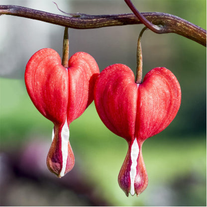 Red Bleeding Heart Perennial Flower Seeds