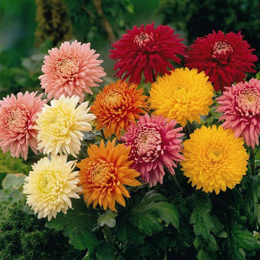 Chrysanthemum Flower Seeds