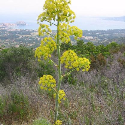 Riesen-Anis-Fenchel-Kräutersamen