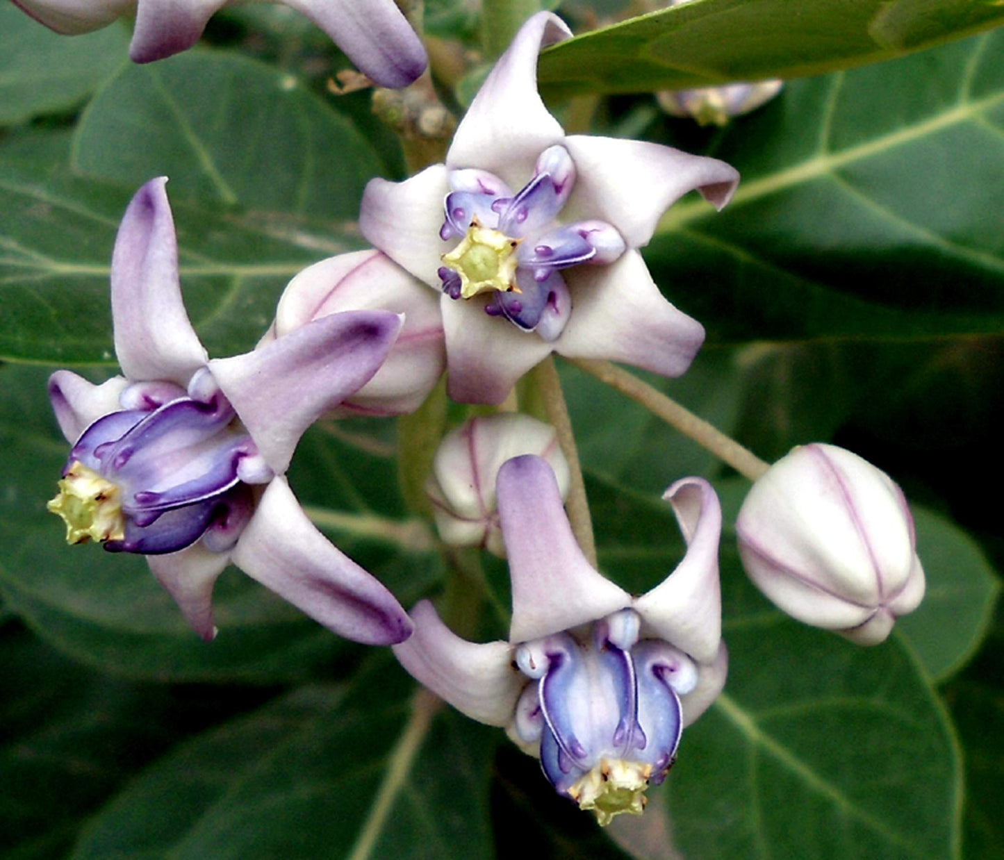 Calotropis Gigantea Blumensamen