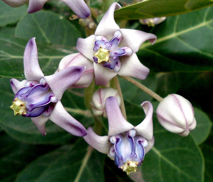 Calotropis Gigantea Blumensamen