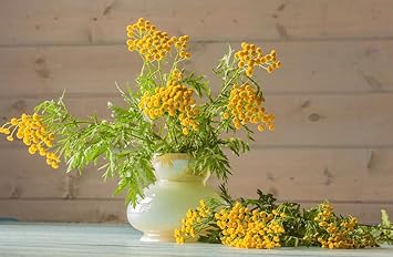 Gypsophila Yellow Flower seeds for Planting - Low Maintenance, Heirloom & GMO Free Seeds for Home Garden
 
 Sale for planting in home garden