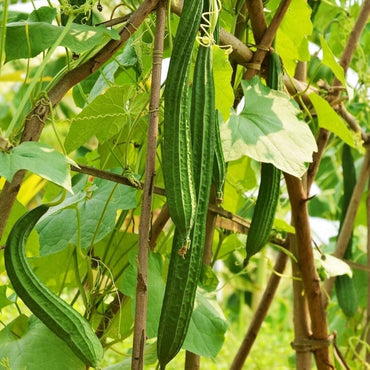 Sponge Gourd (Luffa Cylindrica) Vegetable Seeds for Planting – Heirloom, Non-GMO, Easy to Grow