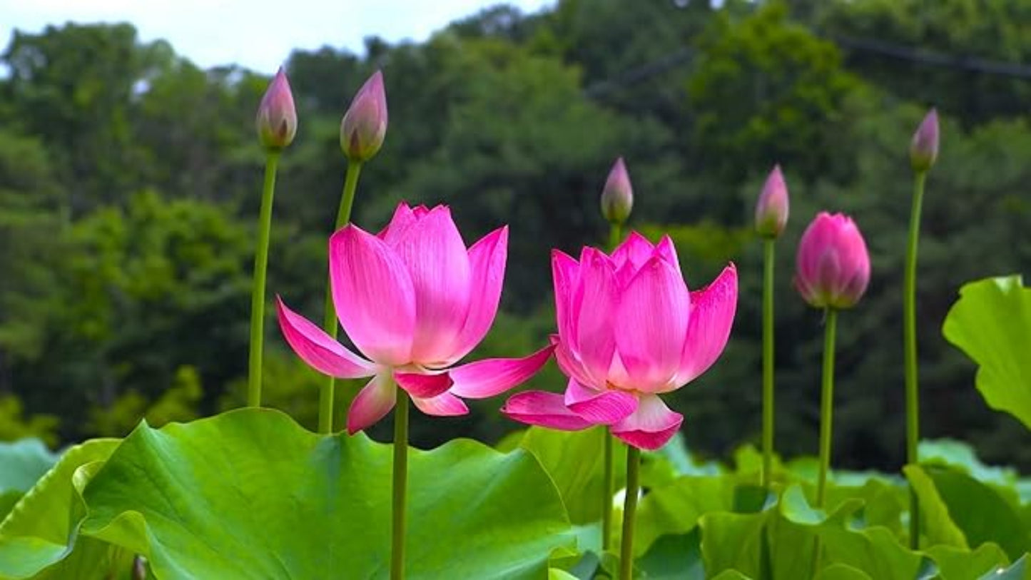 Rare Exotic Lotus Seeds – Collector’s Choice Aquatic Flower for Unique Garden Ponds