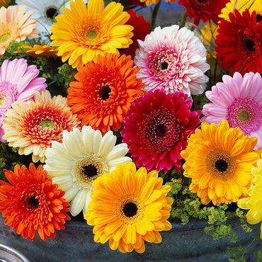 Gerbera Daisy Flower Seeds