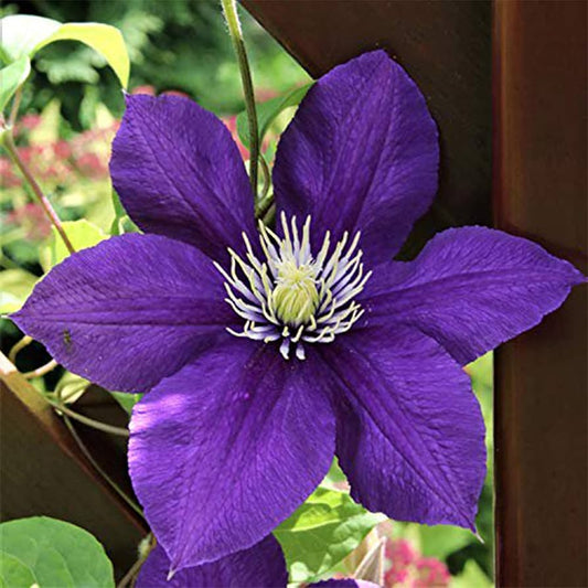 Purple Clematis Flower Seeds