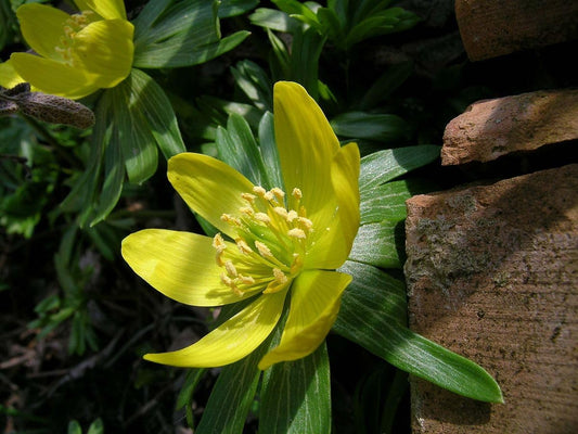 Hyemalis Flower seeds for Planting - Seasonal Bloomer, Heirloom & GMO Free Seeds for Home Garden
 
 Sale for planting in home garden.