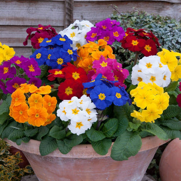 Primula Primrose Polyanthus Flower Seeds