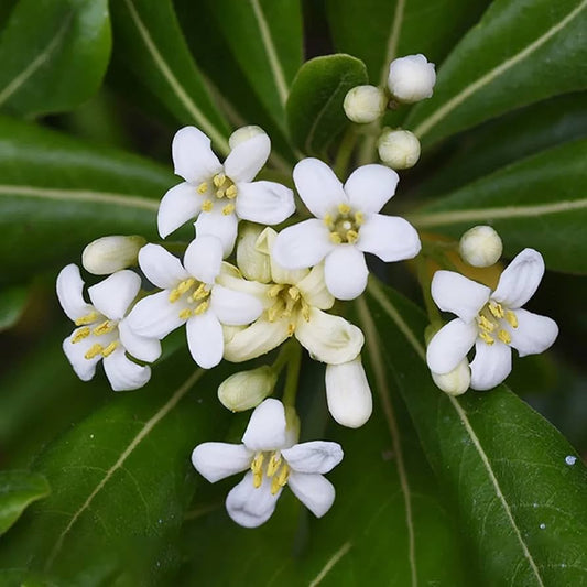 Mock Orange Shrub Seeds