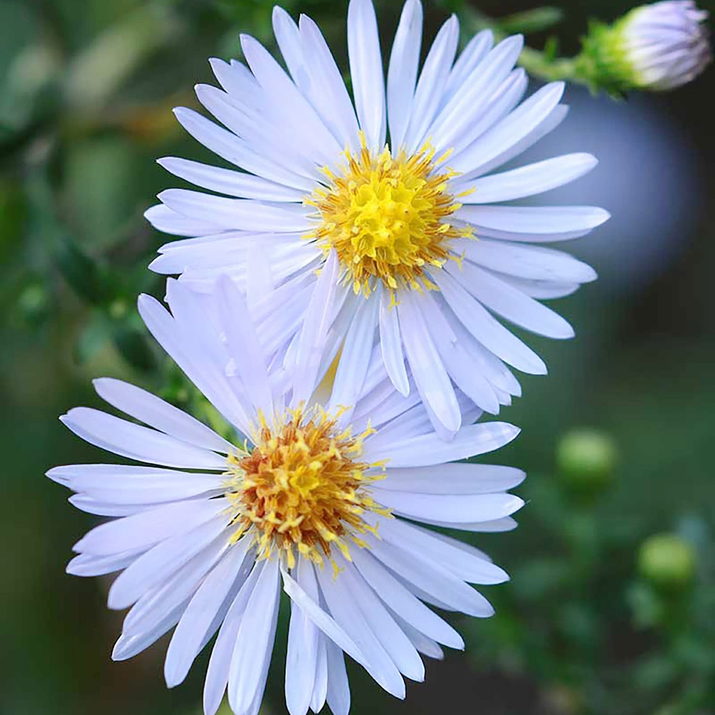 Sky Blue Aster Flower Seeds