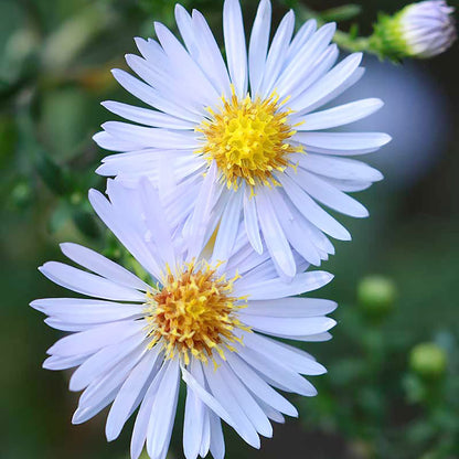 Sky Blue Aster Flower Seeds
