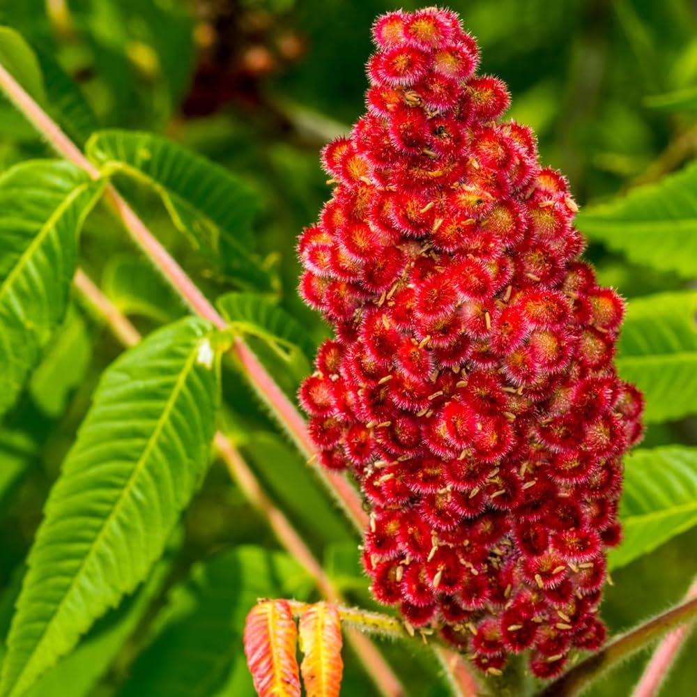 Staghorn Sumac Flower Seeds
